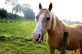 春天绿色草地棕色骏马图片